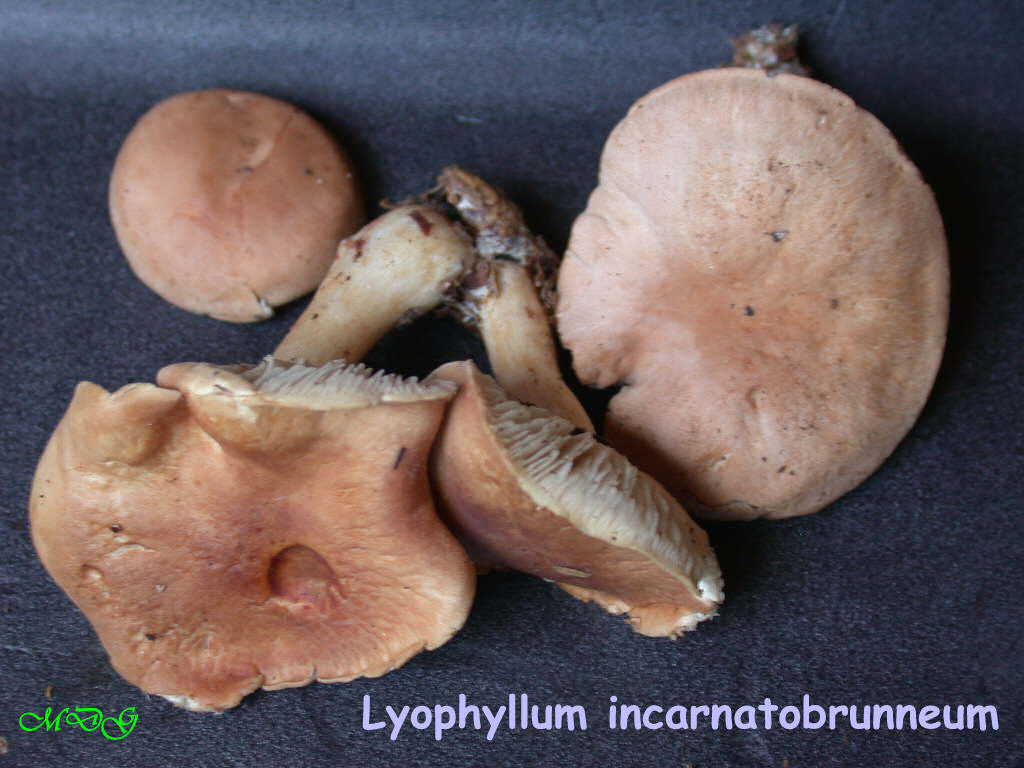 Ci (ri)provo con questo... Quizzzzzzzz